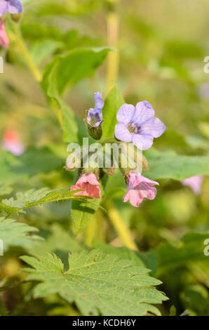 Immacolata (lungwort pulmonaria obscura) Foto Stock