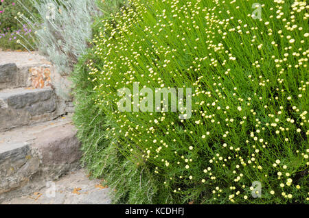 Lavanda cotone (santolina) Foto Stock