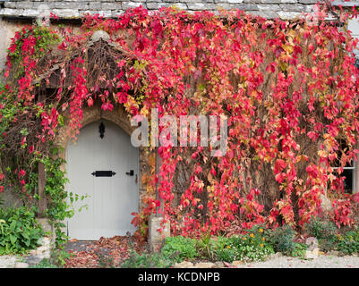 Parthenocissus quinquefolia.Virginia superriduttore / American ivy a copertura di un muro di casa. Kineton, Cotswolds, Gloucestershire, Inghilterra Foto Stock