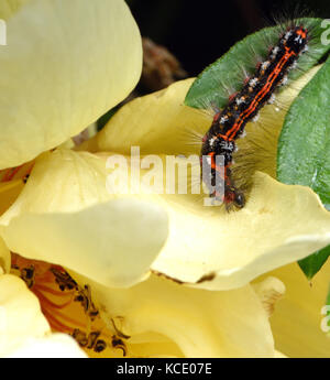 Lava, caterpillar di un giallo-coda, goldtail falena o falena swan (Euproctis similis) alimentazione su un petalo di rosa. Bedgebury Forest, Kent, Regno Unito Foto Stock