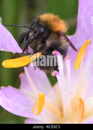 Carda comune bee (Bombus pascuorum) si alimenta di un viola autunno crocus, Colchicum, fiore. Bedgebury Forest, Kent, Regno Unito. Foto Stock
