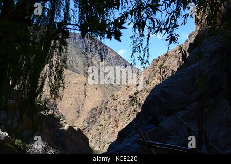 Cima attraverso un salice piangente in montagna al di fuori di Marrakech, Marocco Foto Stock