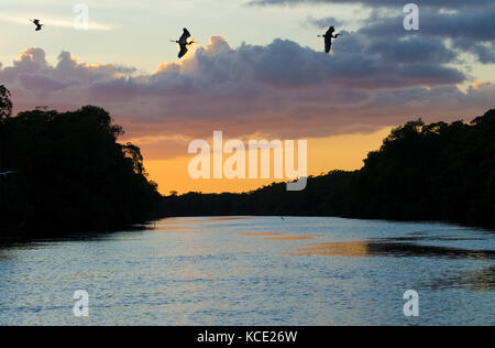 Aironi tricolore in silhouette oltre il fiume azzurro in caroni trinidad Foto Stock
