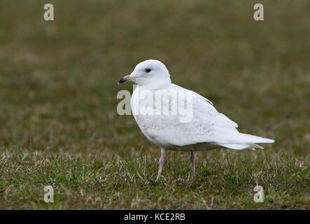 Islanda Gull Larus glaucoides prima estate / 2md yr piumaggio Unst Shetland fine giugno Foto Stock