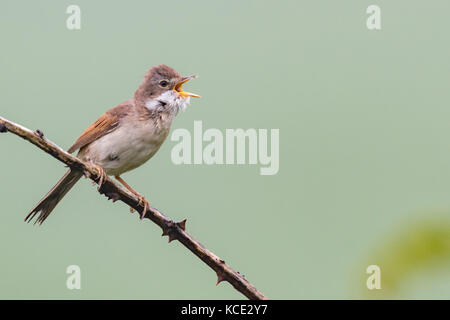 Whitethroat (Sylvia communis) chiamando, permanente sulla spinosa rovo in primavera, Pembrokeshire, Wales UK. Foto Stock