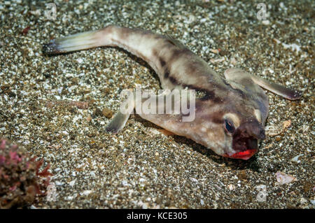 Strana la vita di mare nelle Galapagos. Rosso a labbro (batfish Ogcocephalus darwini) adagiato sul fondale sabbioso. Isabella Isola, Galapagos, Settembre. Foto Stock