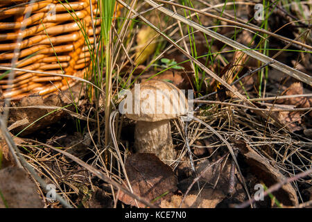 Vista ravvicinata della foresta commestibile fungo tappo marrone boletus crescente nella foresta di autunno tra caduta foglie ed erba. Foto Stock
