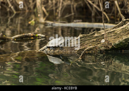 Famiglia emydidae aquatics tartarughe in piedi su un legno Foto Stock