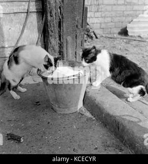 Due gatti di bere da un secchio di latte. fotografata da John gay a hertfordshire, 1950s-60s. Foto Stock