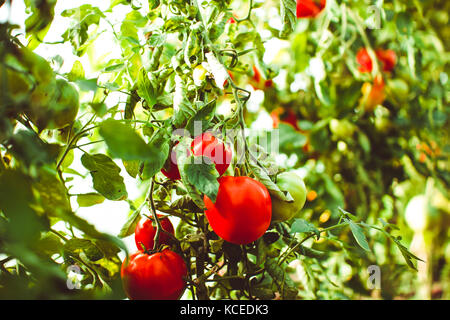 Pomodori sulla bussola per maturare nella serra Foto Stock