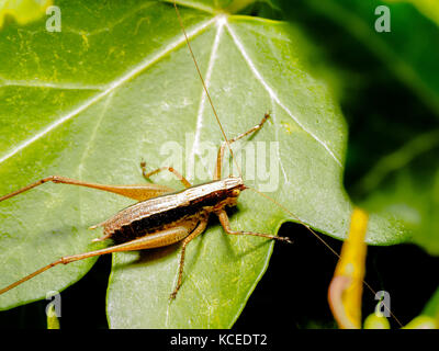 Yersinella raymondi cricket - Italia Foto Stock