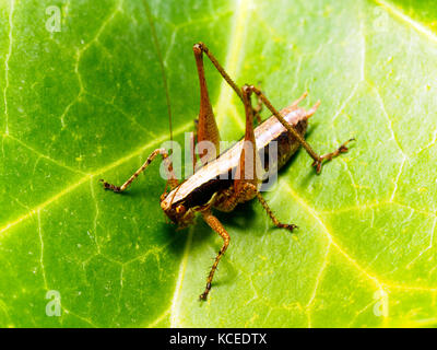 Yersinella raymondi cricket - Italia Foto Stock