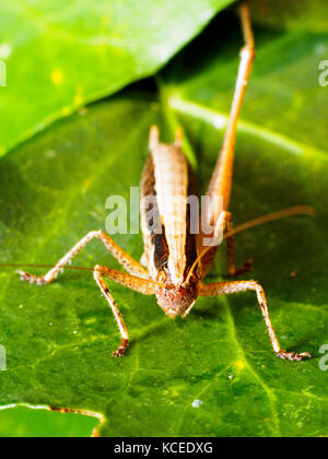 Yersinella raymondi cricket - Italia Foto Stock