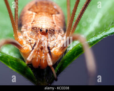 Phalangium opilio spider - Italia Foto Stock