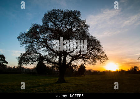 Il sole di setting scontornamento una matura, sfrondato penduculate quercia (Quercus robur) che cresce in un campo nei pressi di grande Ayton in North York Moors compit Foto Stock