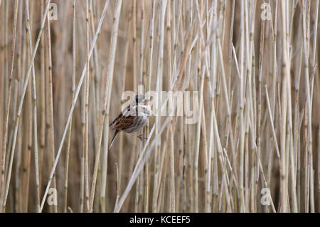 Un maschio adulto reed bunting (Emberiza schoeniclus) in inverno piumaggio arroccata su un letto di reed a Stavely Riserva Naturale, North Yorkshire. Gennaio. Foto Stock