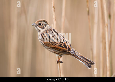 Una femmina adulta reed bunting (Emberiza schoeniclus) in inverno piumaggio arroccata su un letto di reed a Stavely Riserva Naturale, North Yorkshire. Gennaio. Foto Stock