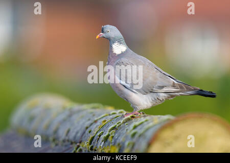 Un adulto woodpigeon (Columba palumbus) in piedi sul crinale tegole di un tetto di muschio in Sowerby, North Yorkshire. Gennaio. Foto Stock