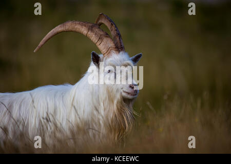 Close up adulta e matura di capra del Kashmir Capra Markhor sul Great Orme promontorio a Llandudno, il Galles del Nord Foto Stock