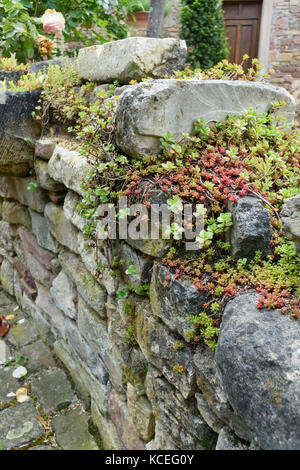 Stonecrop (sedum) a secco su un muro di pietra Foto Stock