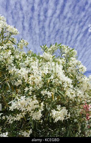 Oleandro (Nerium oleander) Foto Stock