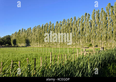 Pioppi (populus) come parabrezza, CAMARGUE, Francia Foto Stock