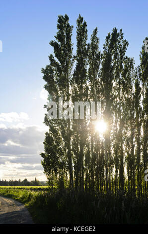 Pioppi (populus) come parabrezza, CAMARGUE, Francia Foto Stock