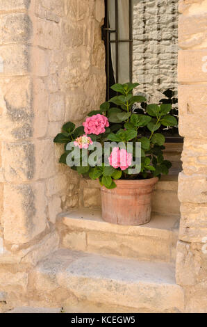 Big-lasciava ortensia (Hydrangea macrophylla) in una vasca di fiori Foto Stock