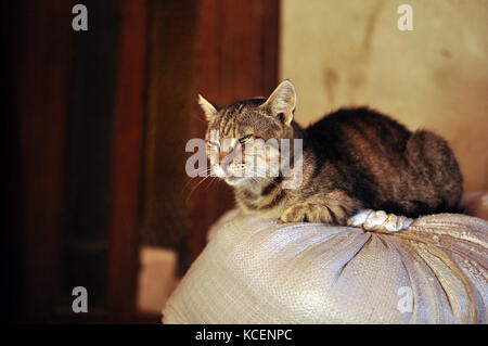 Cat dormire su un sacco di farina Foto Stock