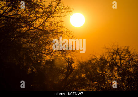 Bel rosso arancione tramonto su silhouette di alberi spinosi di ragnatele in Etosha National Park, Namibia, Africa Foto Stock