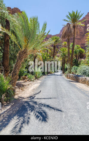 Strada asfaltata che conduce attraverso una bella fiancheggiata da palme gorge, Marocco, Africa del nord Foto Stock
