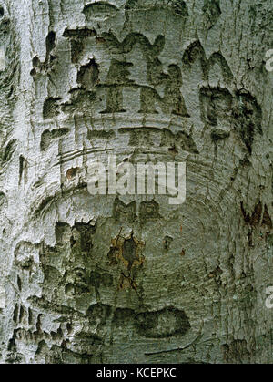 Graffiti incisi nella corteccia di un albero di faggio accanto a Wayland's Smithy Neolitico long barrow accanto la Ridgeway a lunga distanza percorso in Oxfordshire. Foto Stock