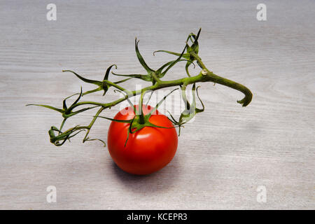 Ultimo pomodoro rimanente attaccato alla vite. Acquistato da supermercato. il vitigno è a partire fare asciugare e inaridirsi, ma l'ultimo pomodoro è ancora fresco. Foto Stock