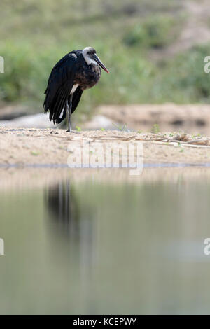 Lanosi colli (Stork ciconia episcopus) permanente sulla riva, con riflessione, Kruger National Park, Sud Africa Foto Stock