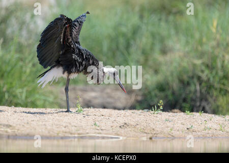 Lanosi colli (Stork ciconia episcopus) agitando le sue ali, Kruger National Park, Sud Africa Foto Stock