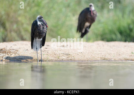 Lanosi colli (Stork ciconia episcopus) permanente sulla riva, con riflessione, Kruger National Park, Sud Africa Foto Stock