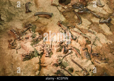 Fossile di Phuwiangosaurus sirindhornae al Museo Sirindhorn , Kalasin , Thailandia . ( Fossile quasi completo ). Foto Stock