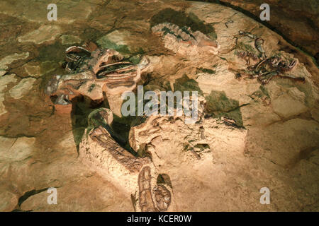 Fossile di Phuwiangosaurus sirindhornae al Museo Sirindhorn , Kalasin , Thailandia . ( Fossile quasi completo ). Foto Stock