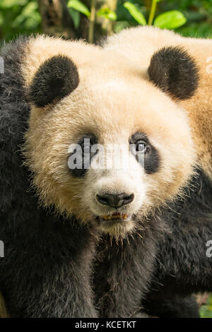 Panda gigante, Ailuropoda melanoleuca, a panda base di ricerca, Chengdu Sichuan, Cina Foto Stock