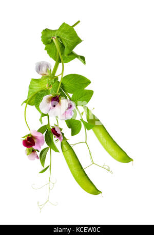 Piselli fiori isolati su bianco Foto Stock
