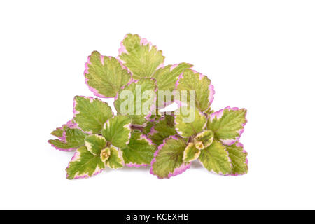 Impianti di incenso (plectranthus coleoides ) isolato su bianco Foto Stock