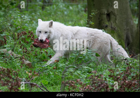 Osnabrueck, Germania. 4 ottobre 2017. Un lupo della Baia di Hudson con cibo in bocca nel suo recinto allo zoo di Osnabrueck, Germania, 4 ottobre 2017. Quattro lupi maschi della Baia di Hudson sono recentemente venuti a vivere allo zoo. Credito: Friso Gentsch/dpa/Alamy Live News Foto Stock