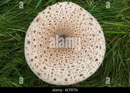 Windsor, Regno Unito. 4 Ottobre , 2017. Un grande fungo ombrellino in Windsor Great Park. oltre mille specie di macro-funghi sono stati registrati in Windsor Great Park, di cui 250 sono considerate rare. Credito: mark kerrison/alamy live news Foto Stock