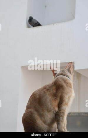 Gatto seduto sulla parete e cercando di Pigeon nel nido su edificio Foto Stock