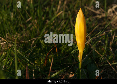 Uno giallo bud di crocus scharojanii tra erba close-up Foto Stock