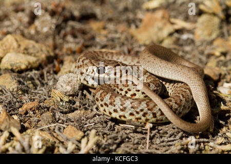Close up a becco giallo Racers, Coluber constrictor mormon, bacino grande deserto, Okanagan, British Columbia, Canada Foto Stock