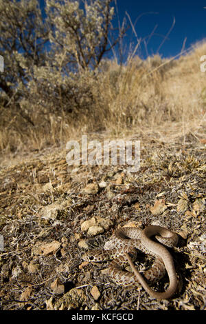 Close up a becco giallo Racers, Coluber constrictor mormon, bacino grande deserto, Okanagan, British Columbia, Canada Foto Stock
