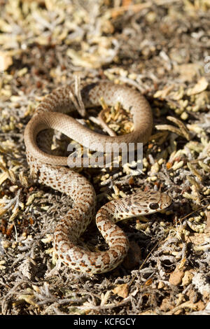 Close up a becco giallo Racers, Coluber constrictor mormon, bacino grande deserto, Okanagan, British Columbia, Canada Foto Stock