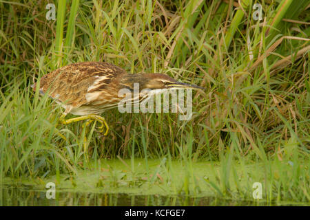 American tarabuso, Botaurus lentiginosus, Swan Lake Victoria, British Columbia, Canada Foto Stock