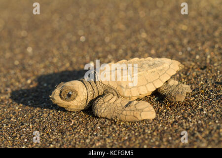 Tartaruga Verde, Chelonia Mydas, America Centrale, Costa Rica Foto Stock